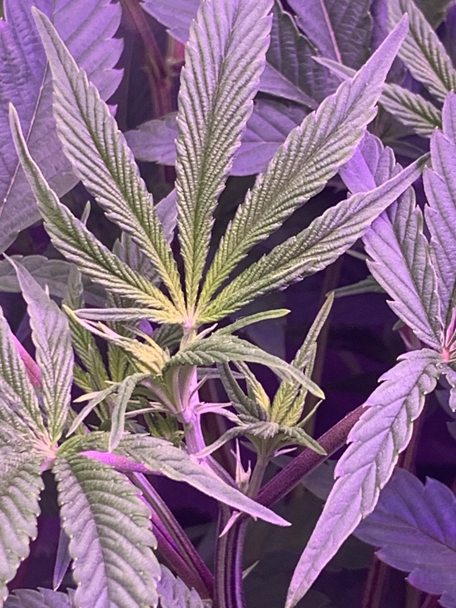 Newbie and 1st time grower 3