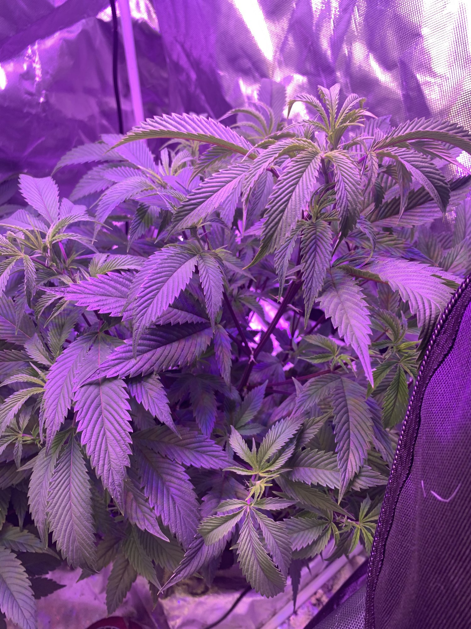 Newbie and 1st time grower 4