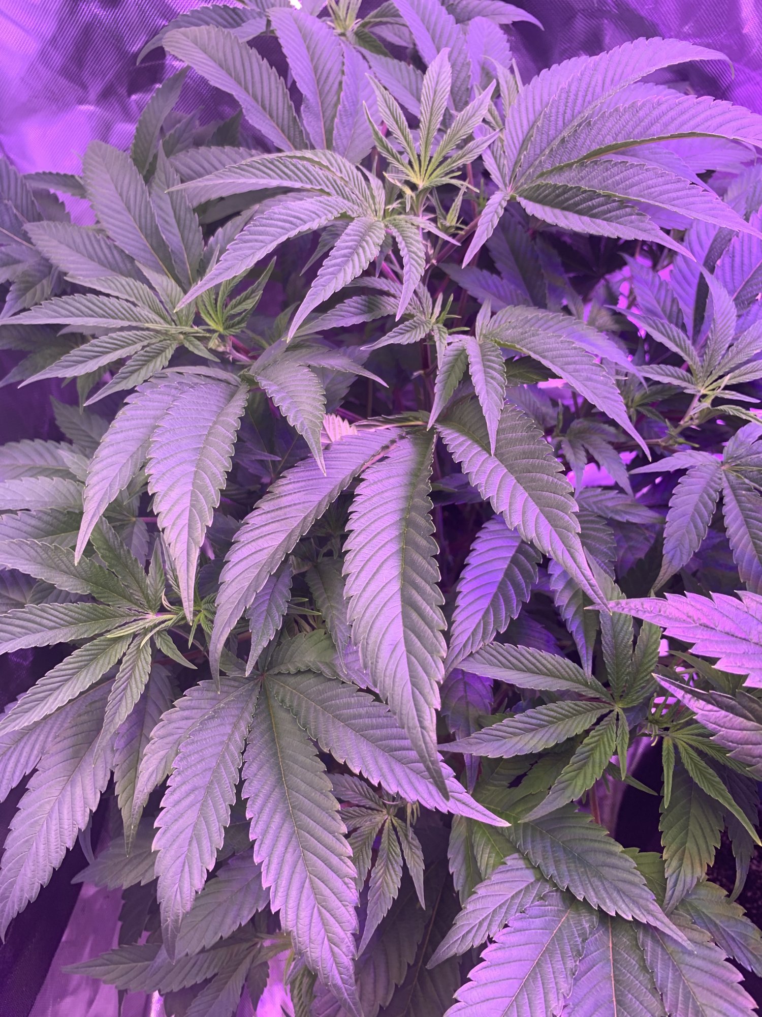 Newbie and 1st time grower