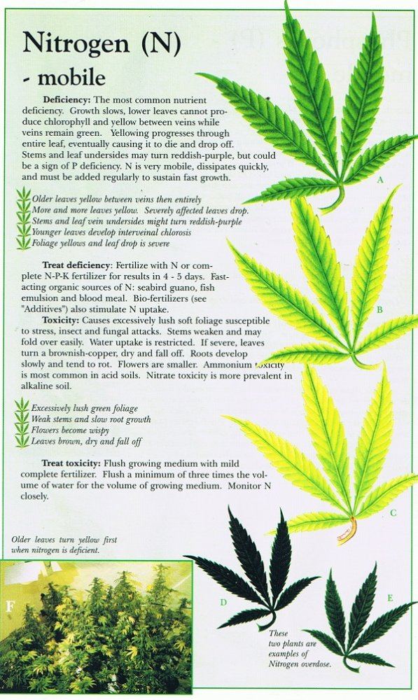Helpful charts for making cannabis nutrient deficiency diagnoses Page