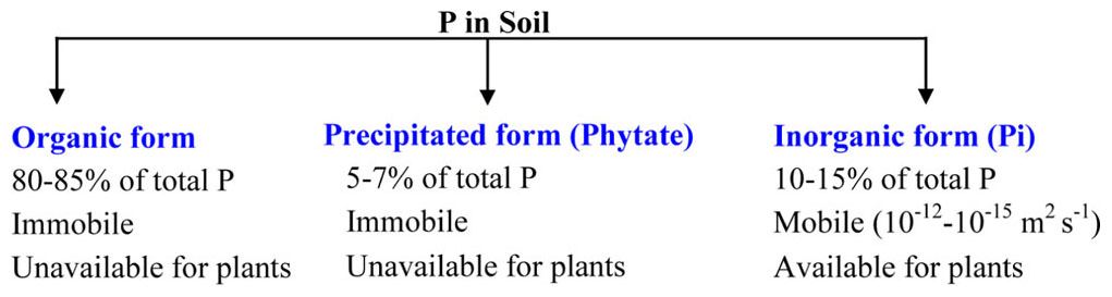 P in soil