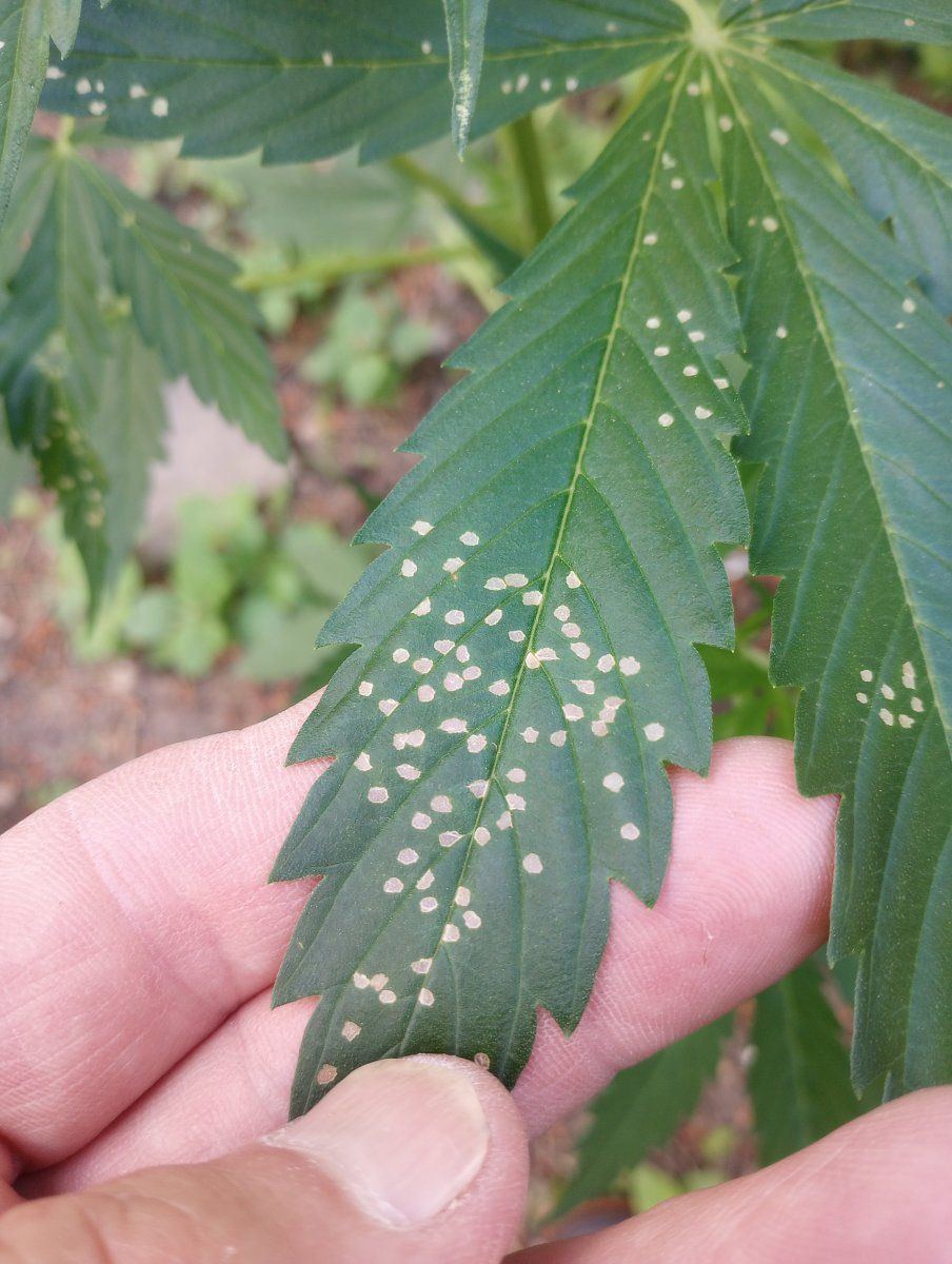 Pest or a nutrient deficiency