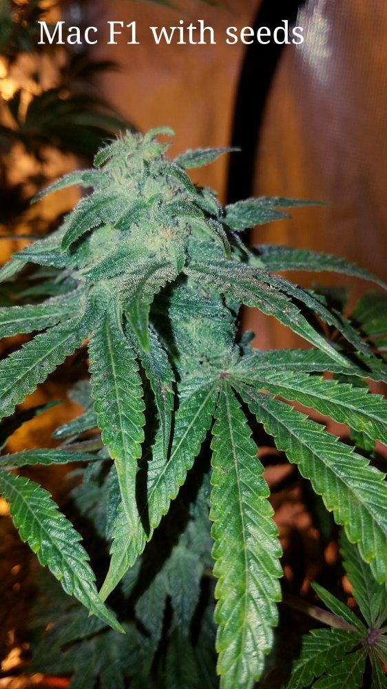 Mac F1 With F2 Seeds 6 Weeks Thcfarmer Cannabis Cultivation