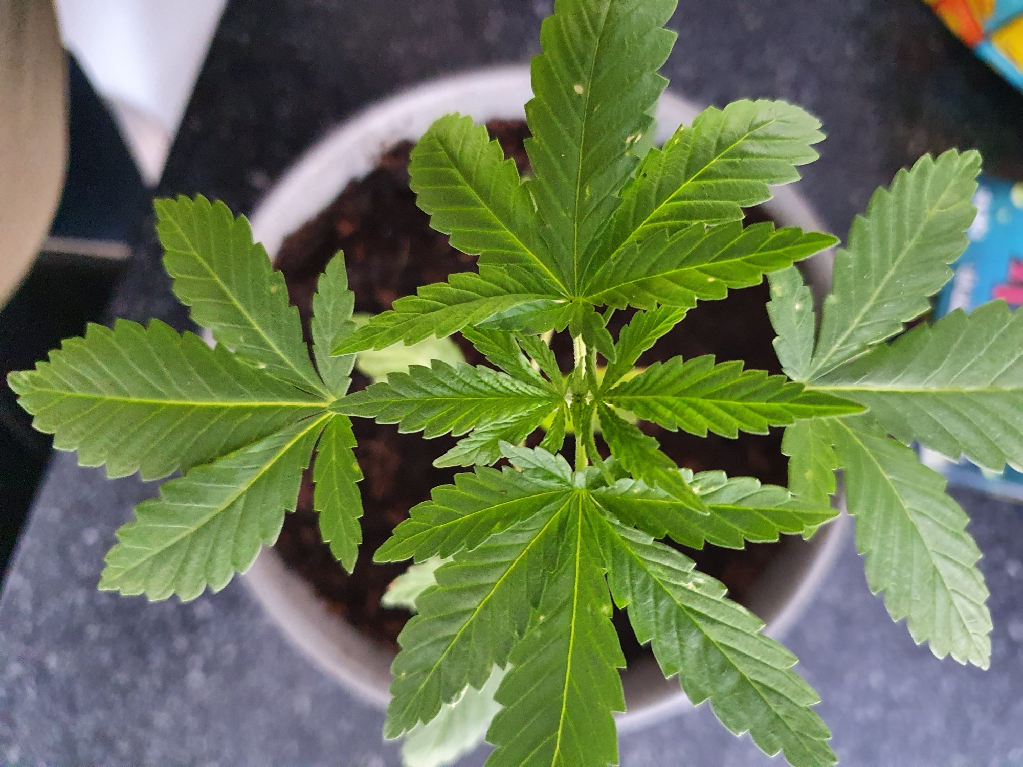 Plant has white spots with thinning 4
