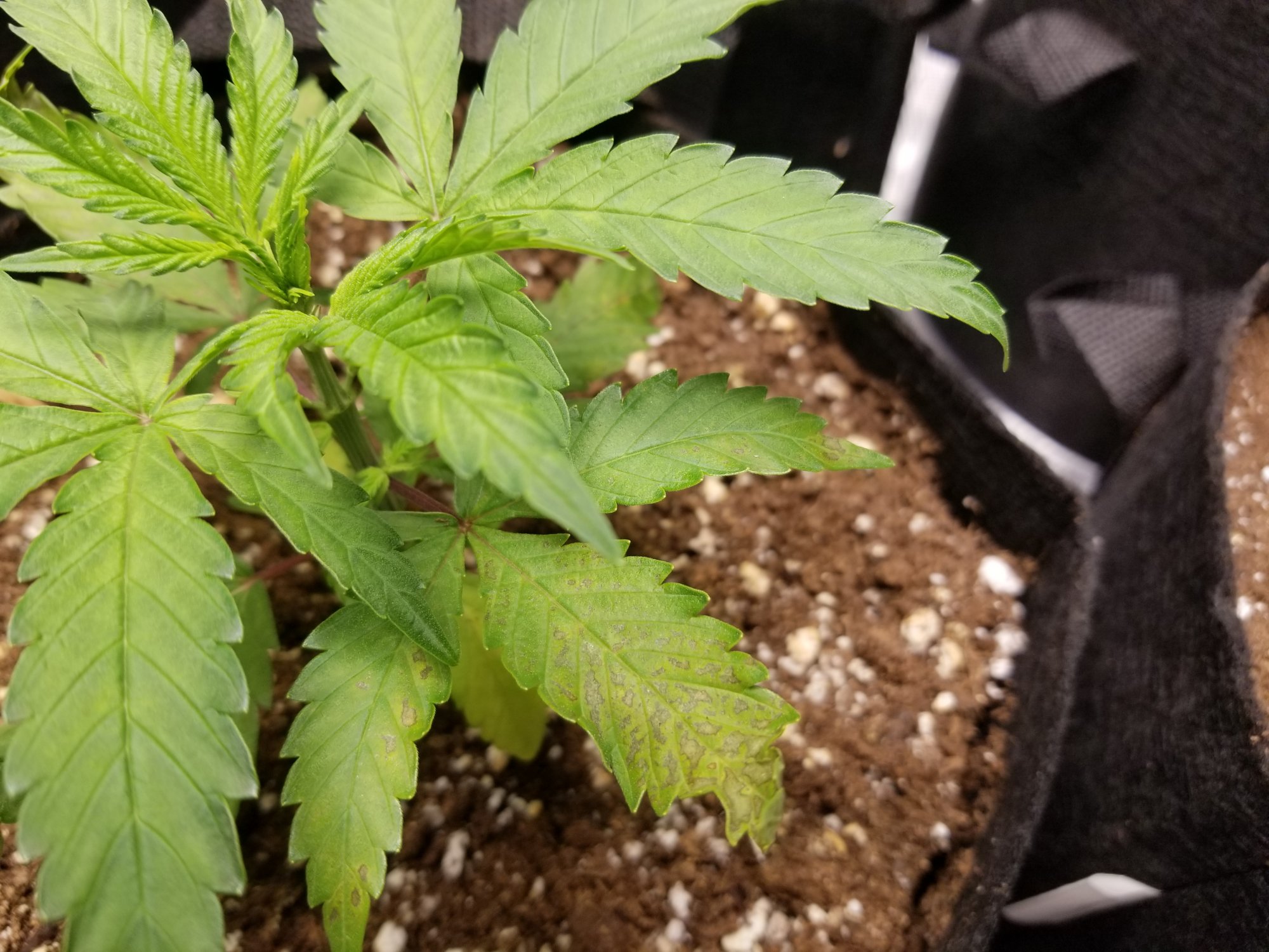 Plants yellowing and brown spots