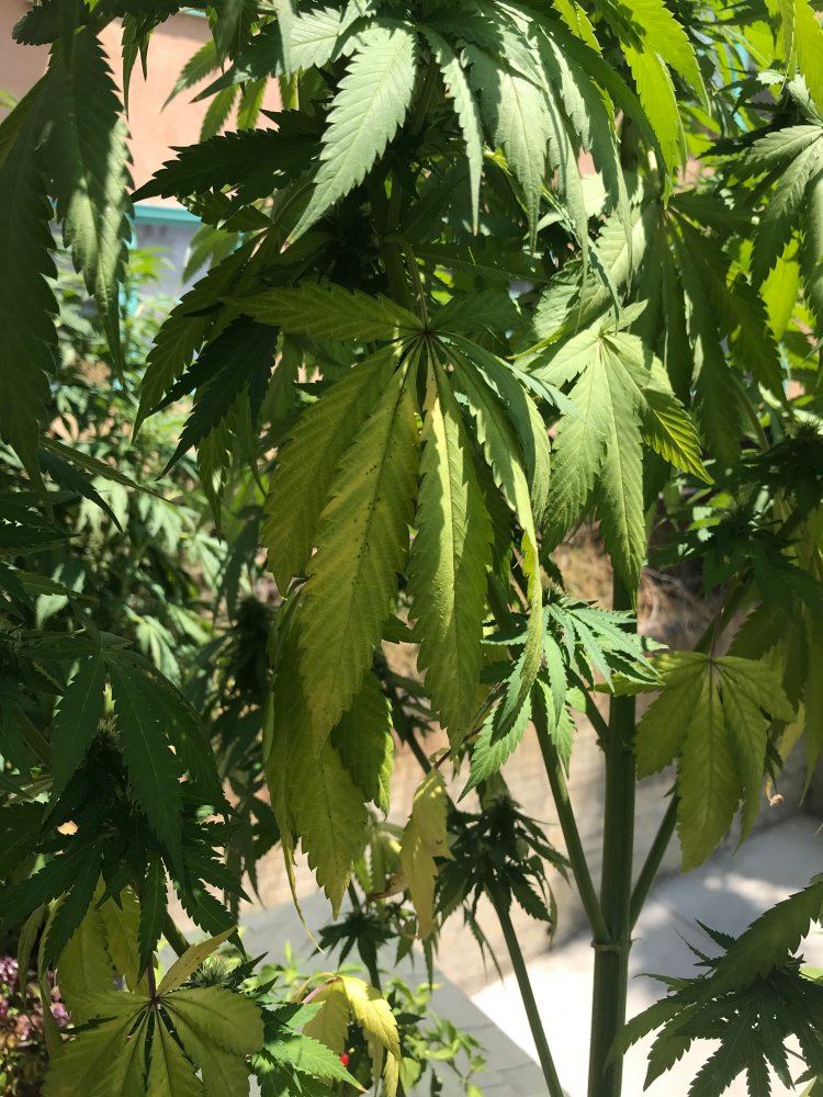 Plants yellowing big time need help identifying issue 2