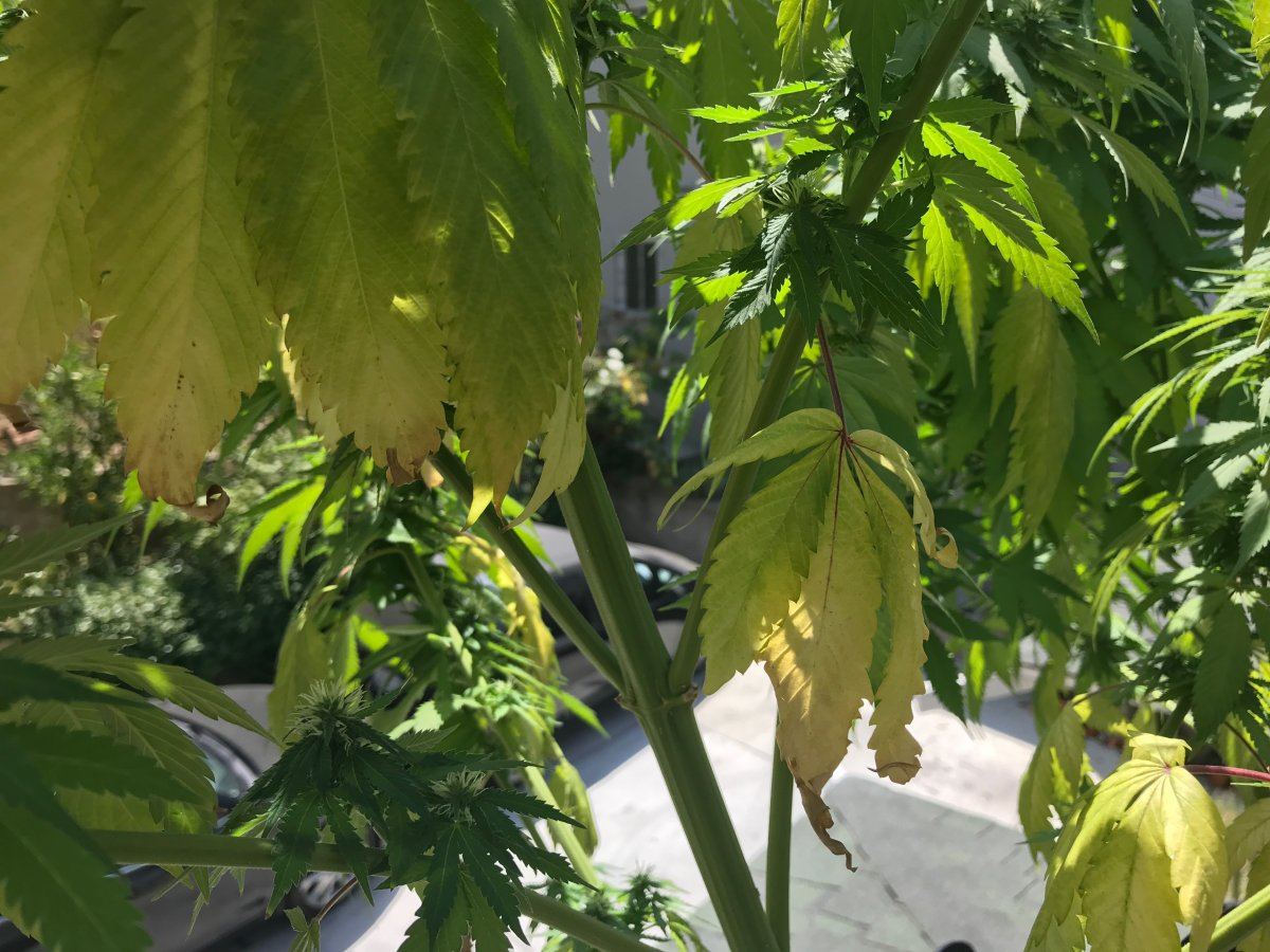 Plants yellowing big time need help identifying issue 3