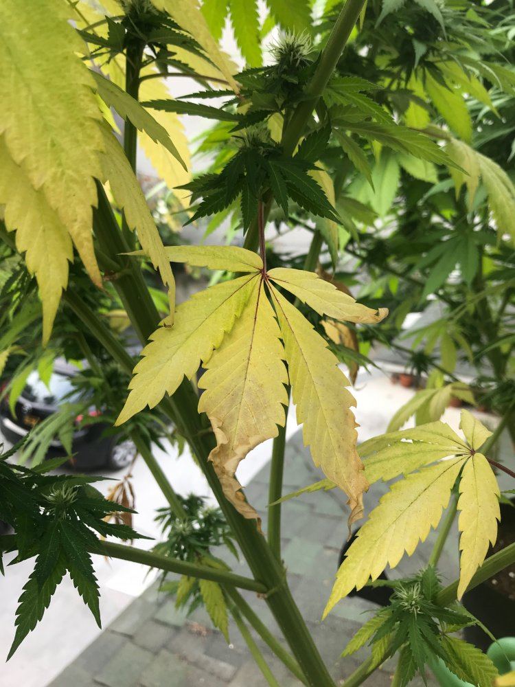 Plants yellowing big time need help identifying issue 4