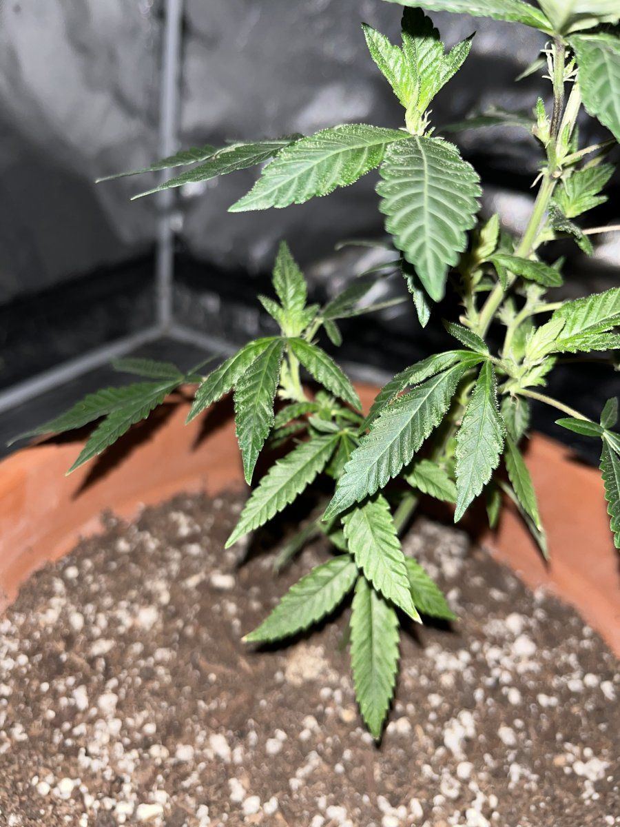 Please help lower leaves tacoing