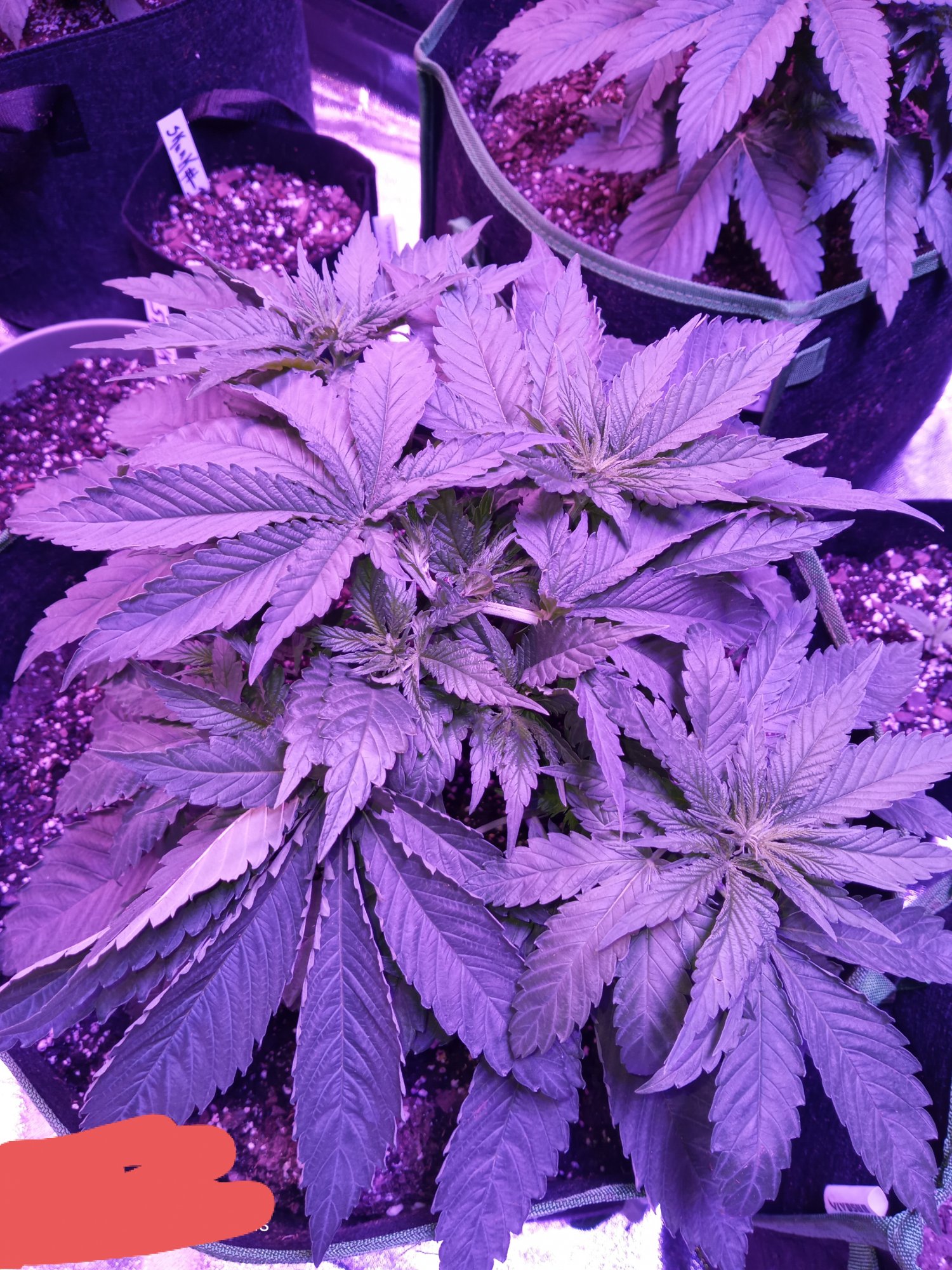 Pruning above 6th node did i hurt her 2