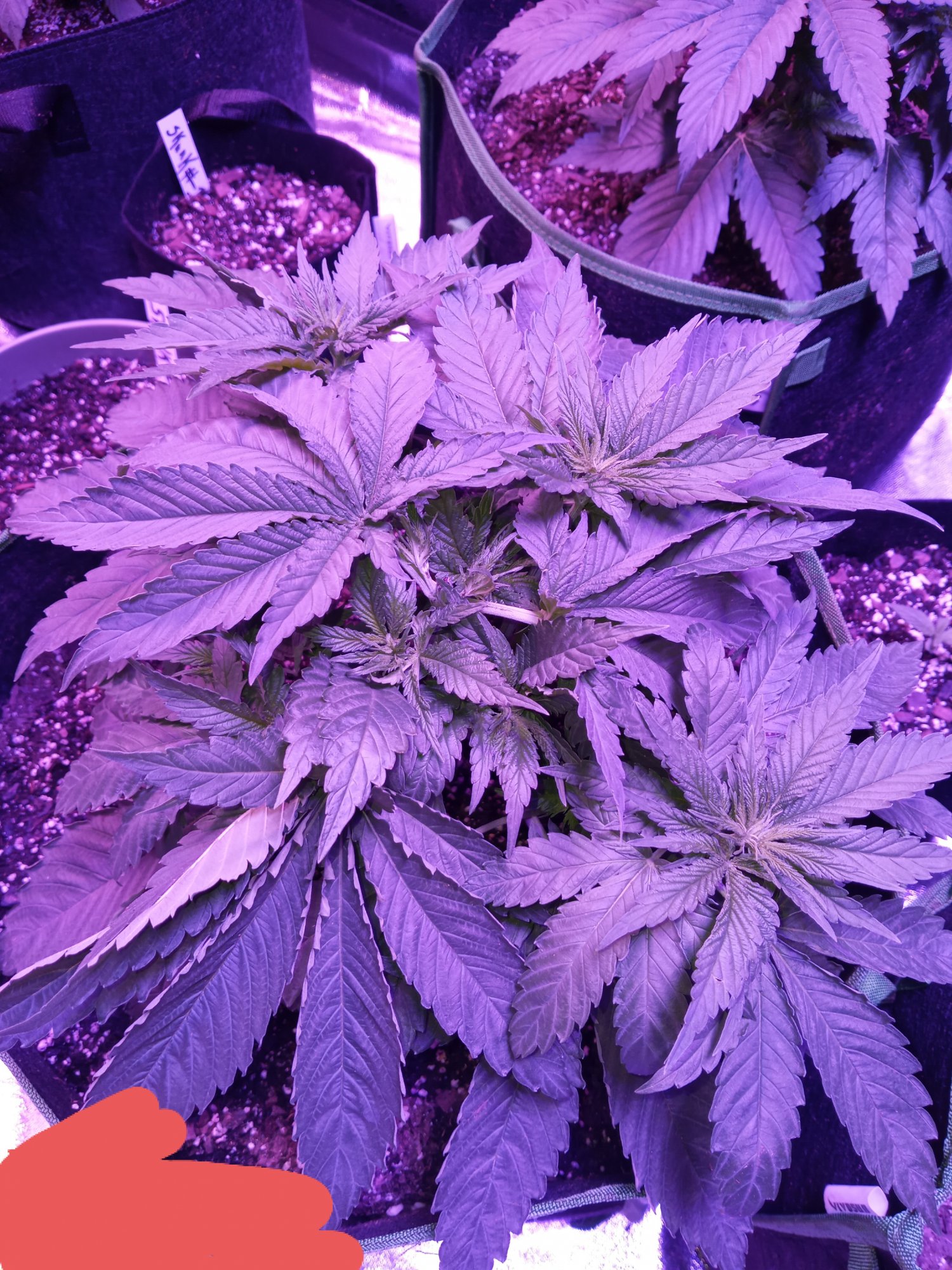 Pruning above 6th node did i hurt her