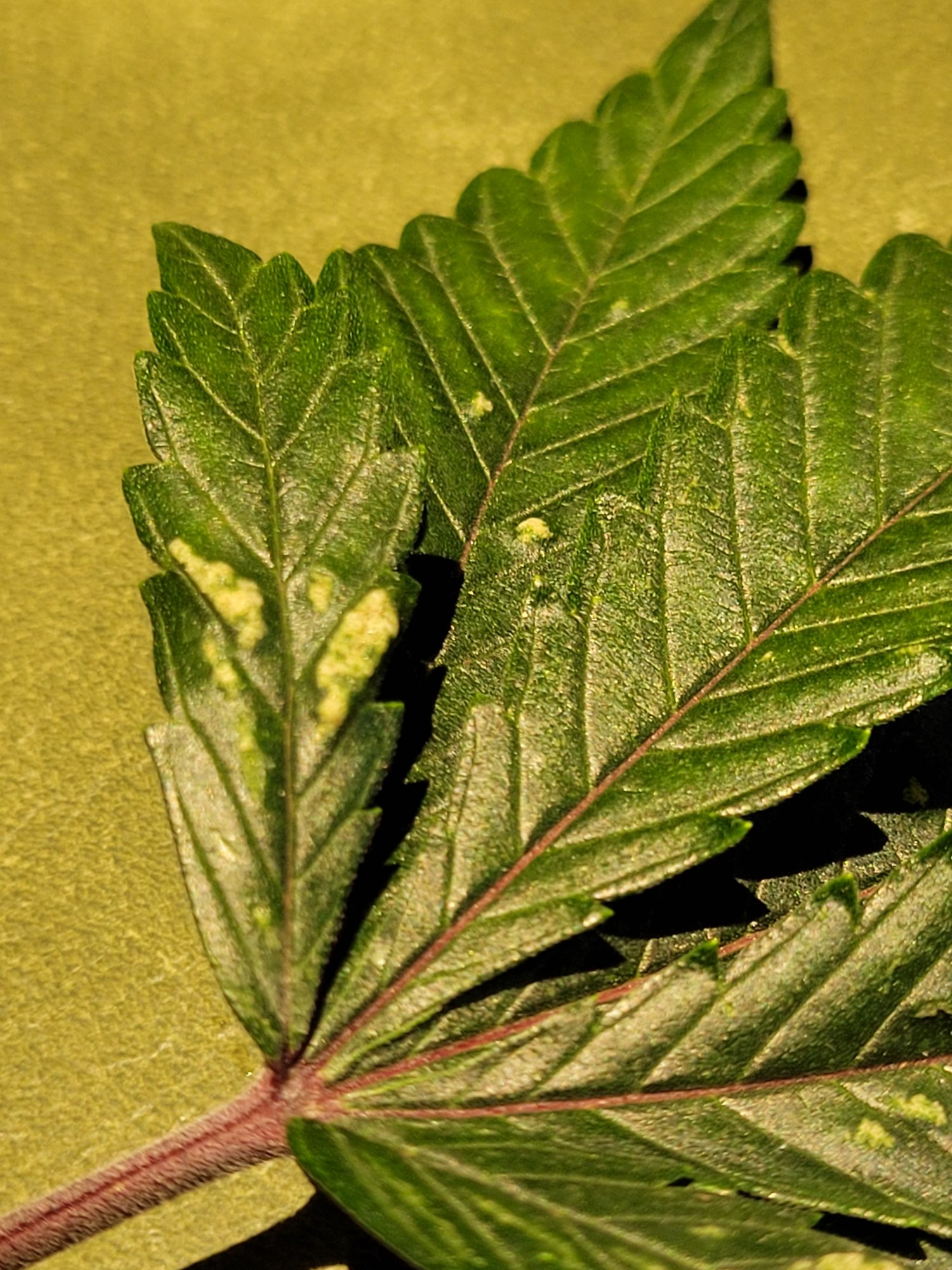 Raised bumps on leaf need help 4
