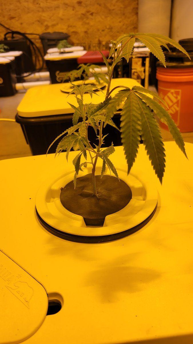 Rdwc droopy leafs using ro water