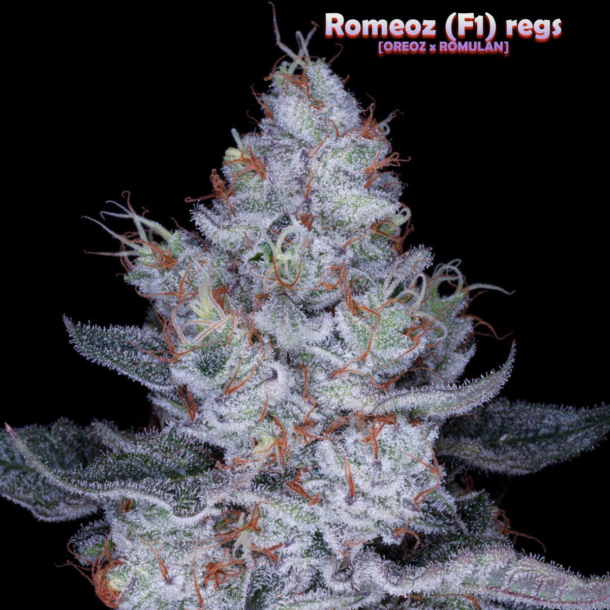 Romeoz 9 wks 3097 copy