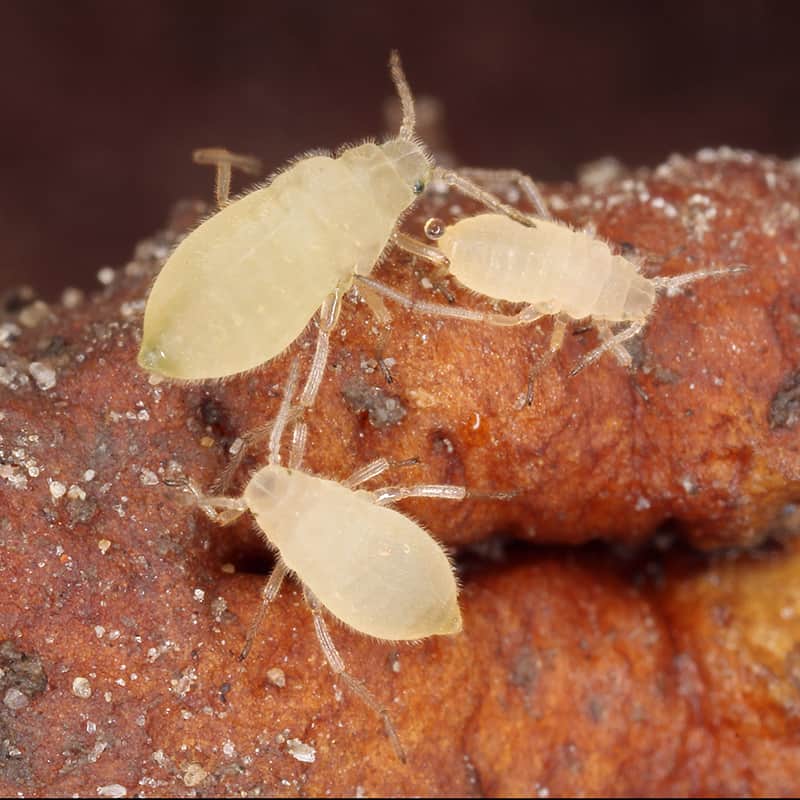 Root aphids 3