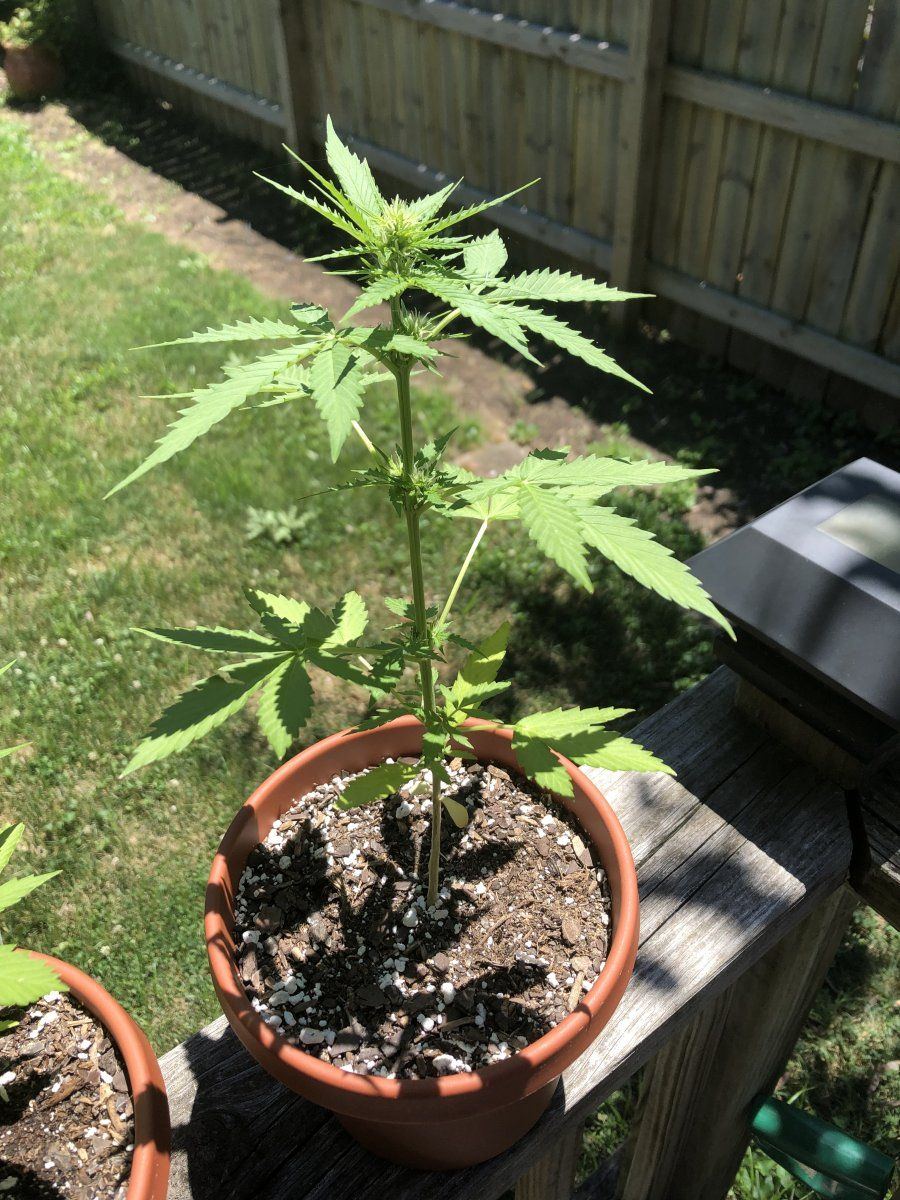 Should i top and transplant or is it too late 2