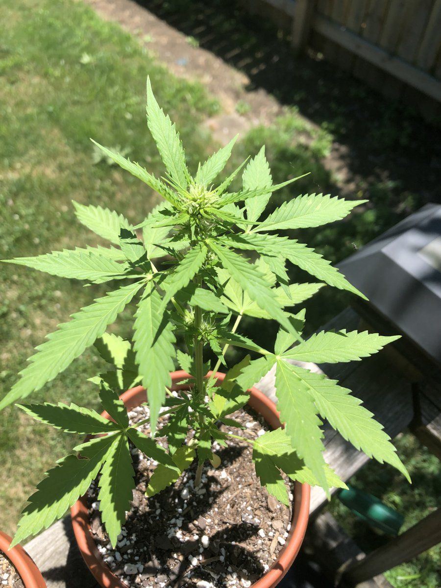 Should i top and transplant or is it too late