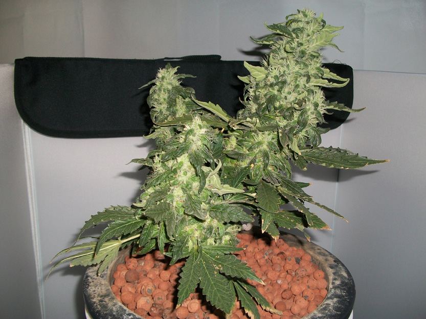 Can you use miracle grow on weed plants information