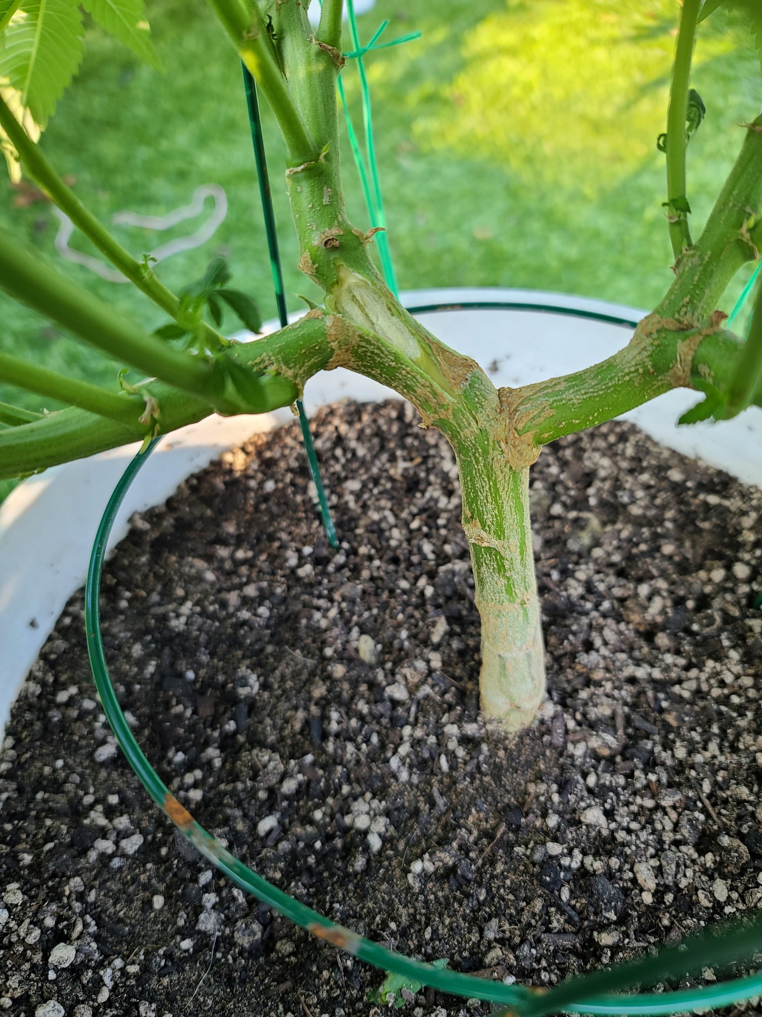 Something is destroying my plants