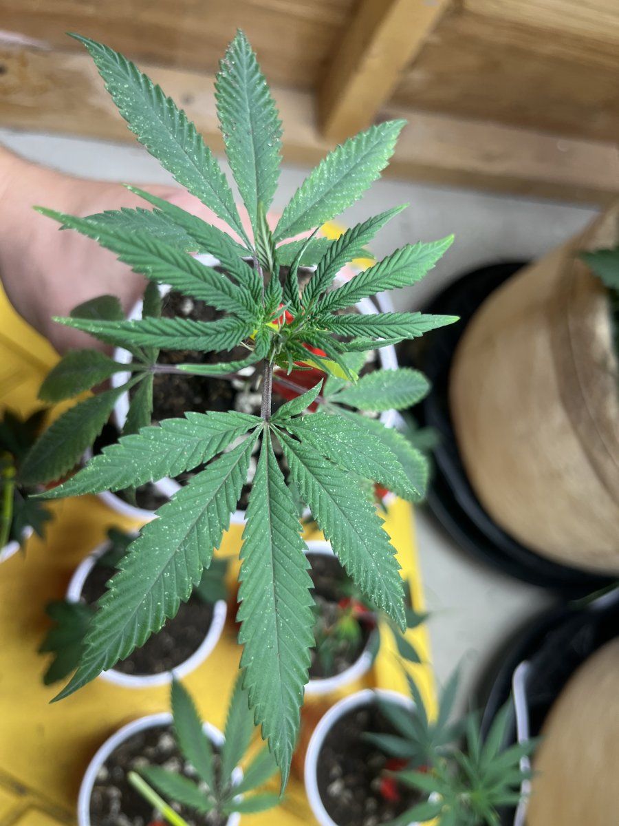 Spots on clones what is this 2