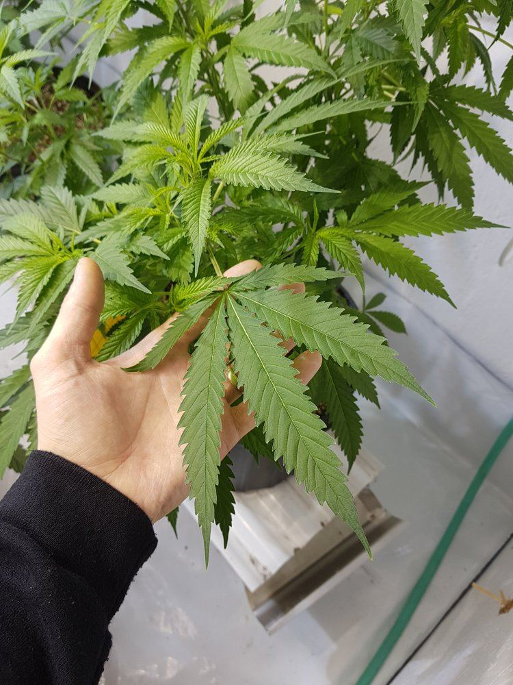 Strains with double serrated leaves