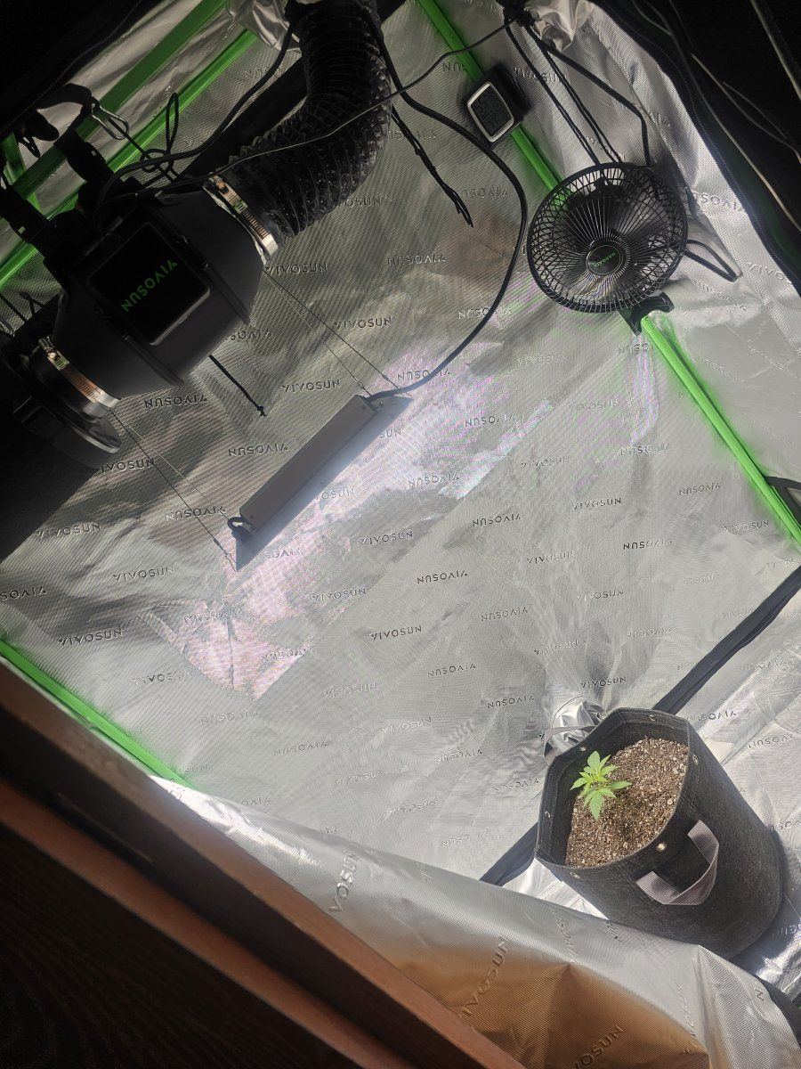 This is my grow setup and plant