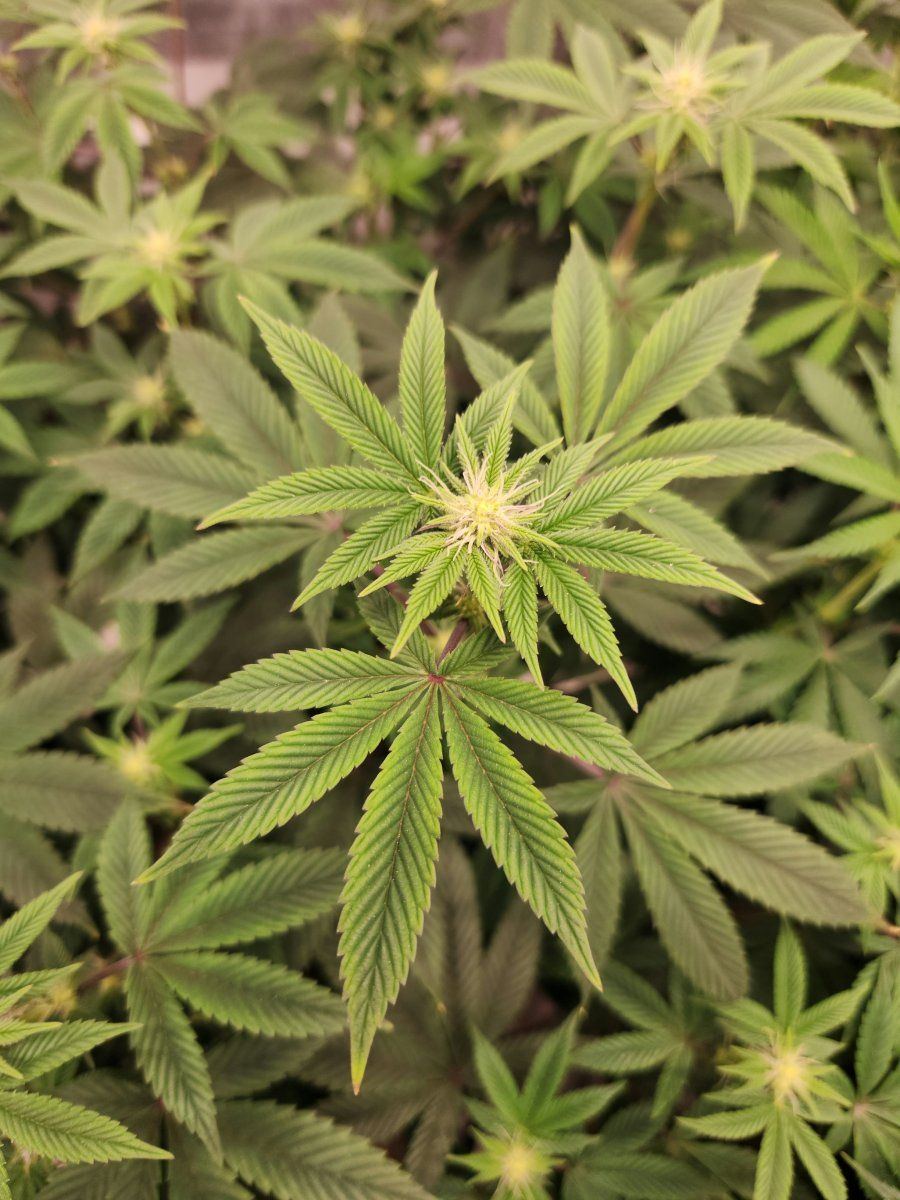 Thought was deficiency but now not sure