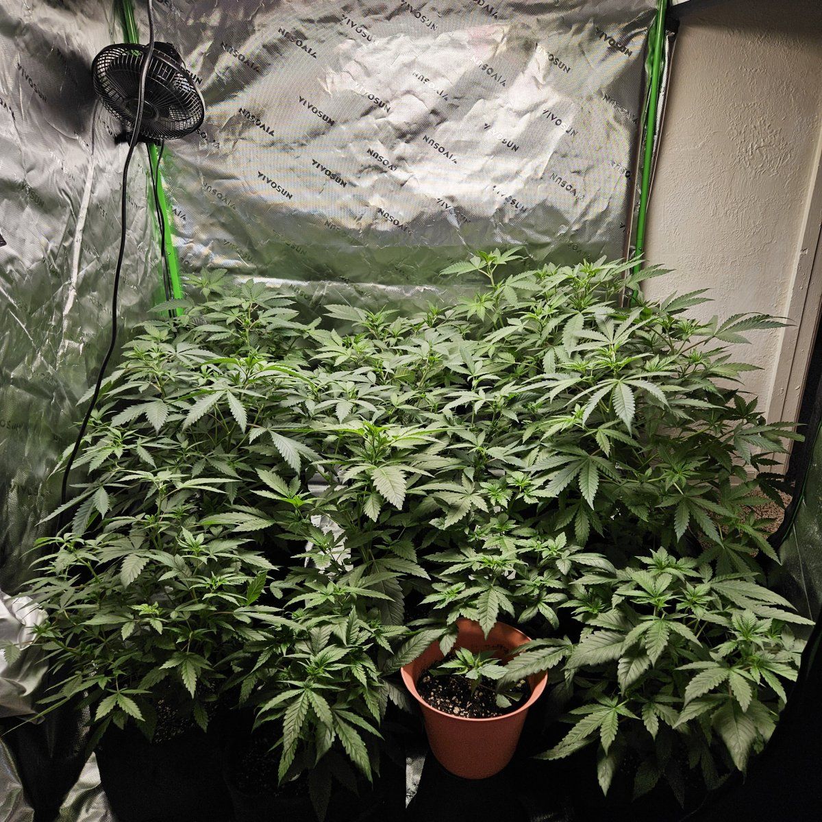 Too many plants in grow tent - THCFarmer