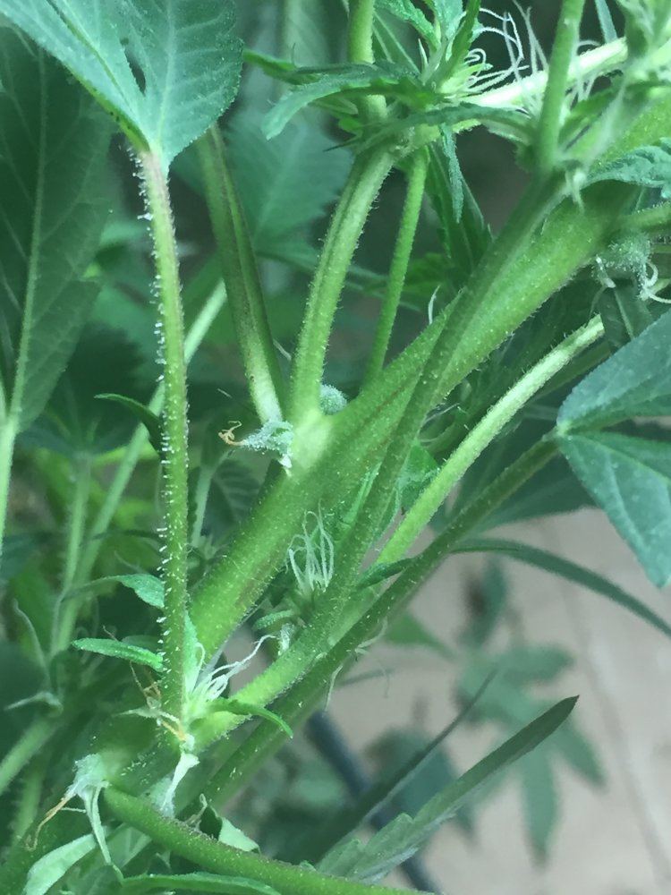 Trichs forming on plants vegging for 3 months