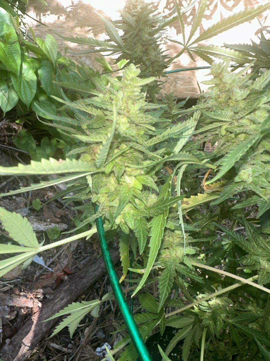 Unfortunately it might be harvest time please advise 4