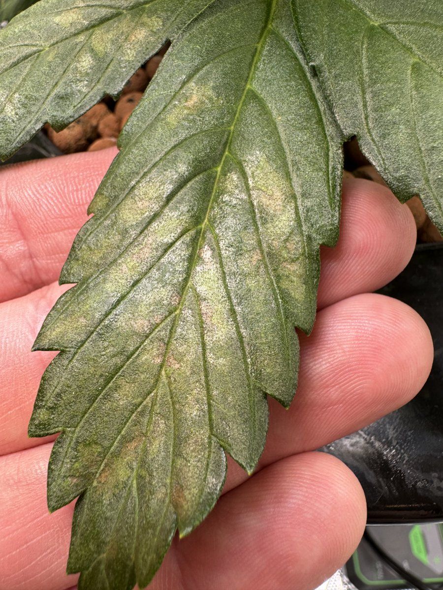 Unusual necrosis  on one fan leaf 2