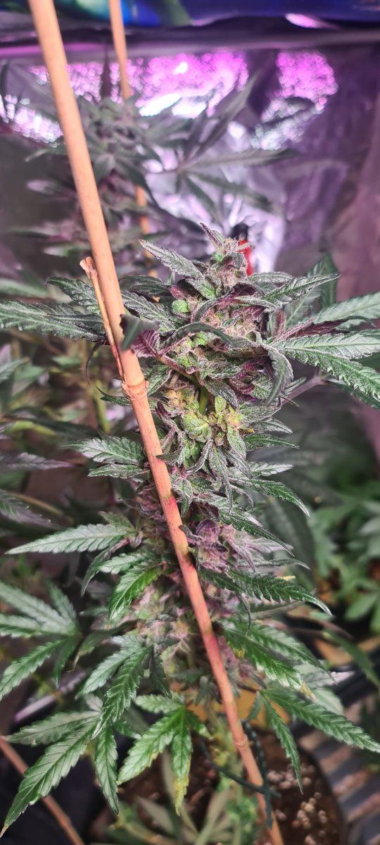 Week 6 flower   any pointers from here 8