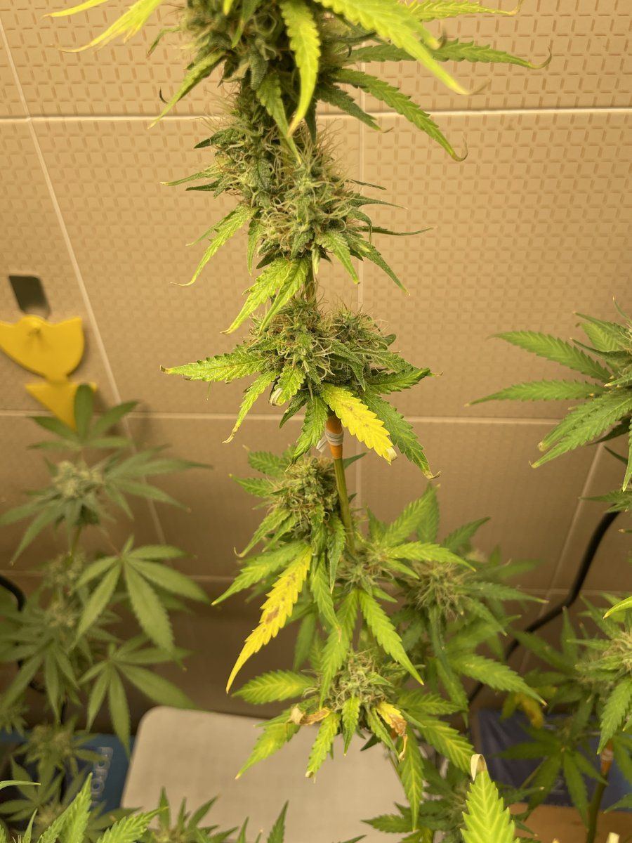 Whats going on with this plant pics 3