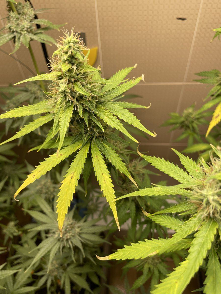 Whats going on with this plant pics 4