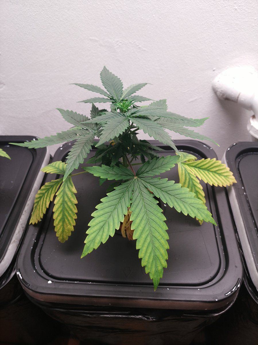 Whats the correct ec and ppm levels for growing autoflowers in 4 gal bucket hydroponic system