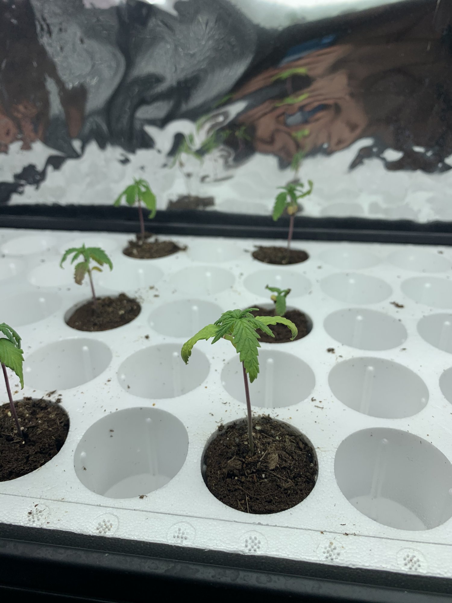 Whats wrong with my seedlings