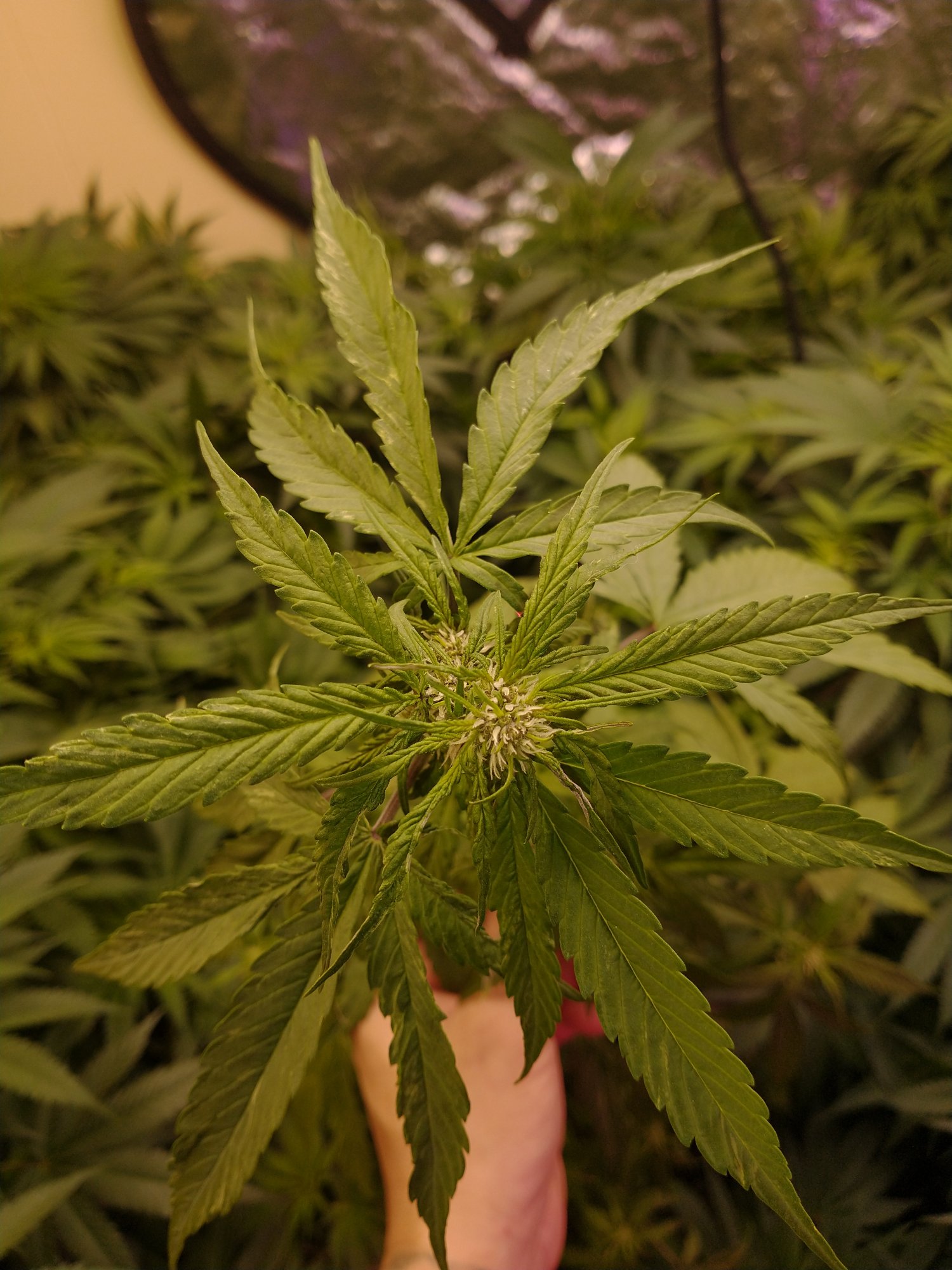 Whats wrong with these leaves 3