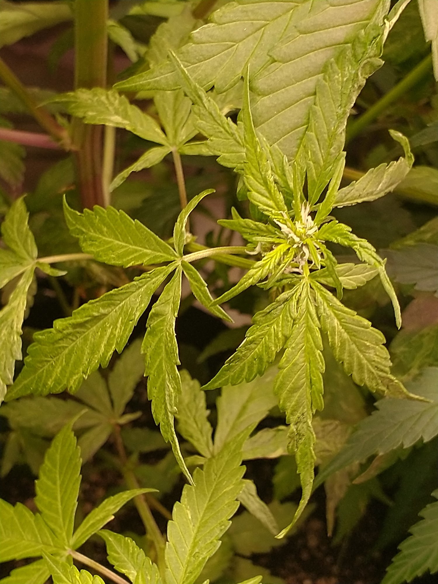 Whats wrong with these leaves 5
