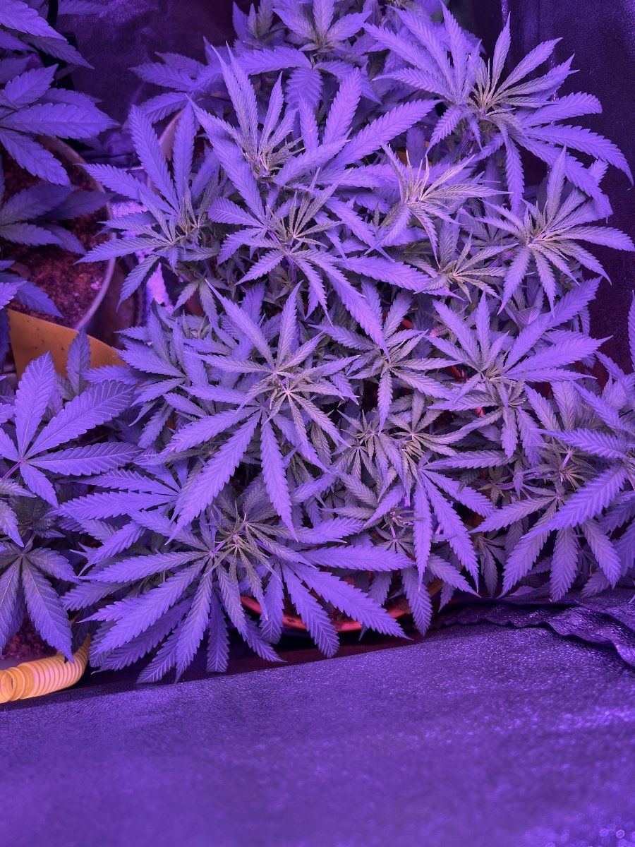 When should i start the flowering stage 2