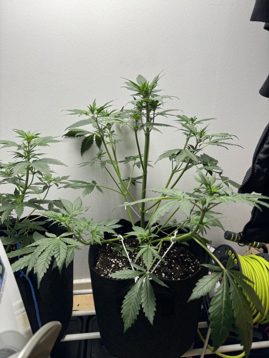 Why my leaves are not dense and my plant has long stems with leaves only on the top 2