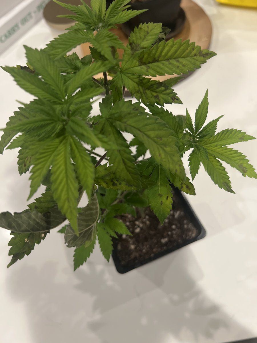 Wtf is wrong with my plant pls help 2