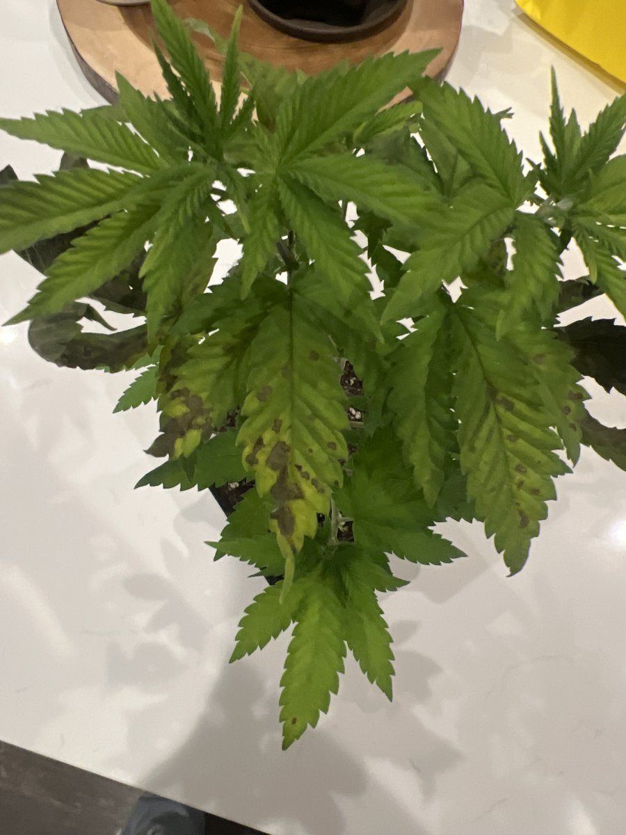 Wtf is wrong with my plant pls help 3