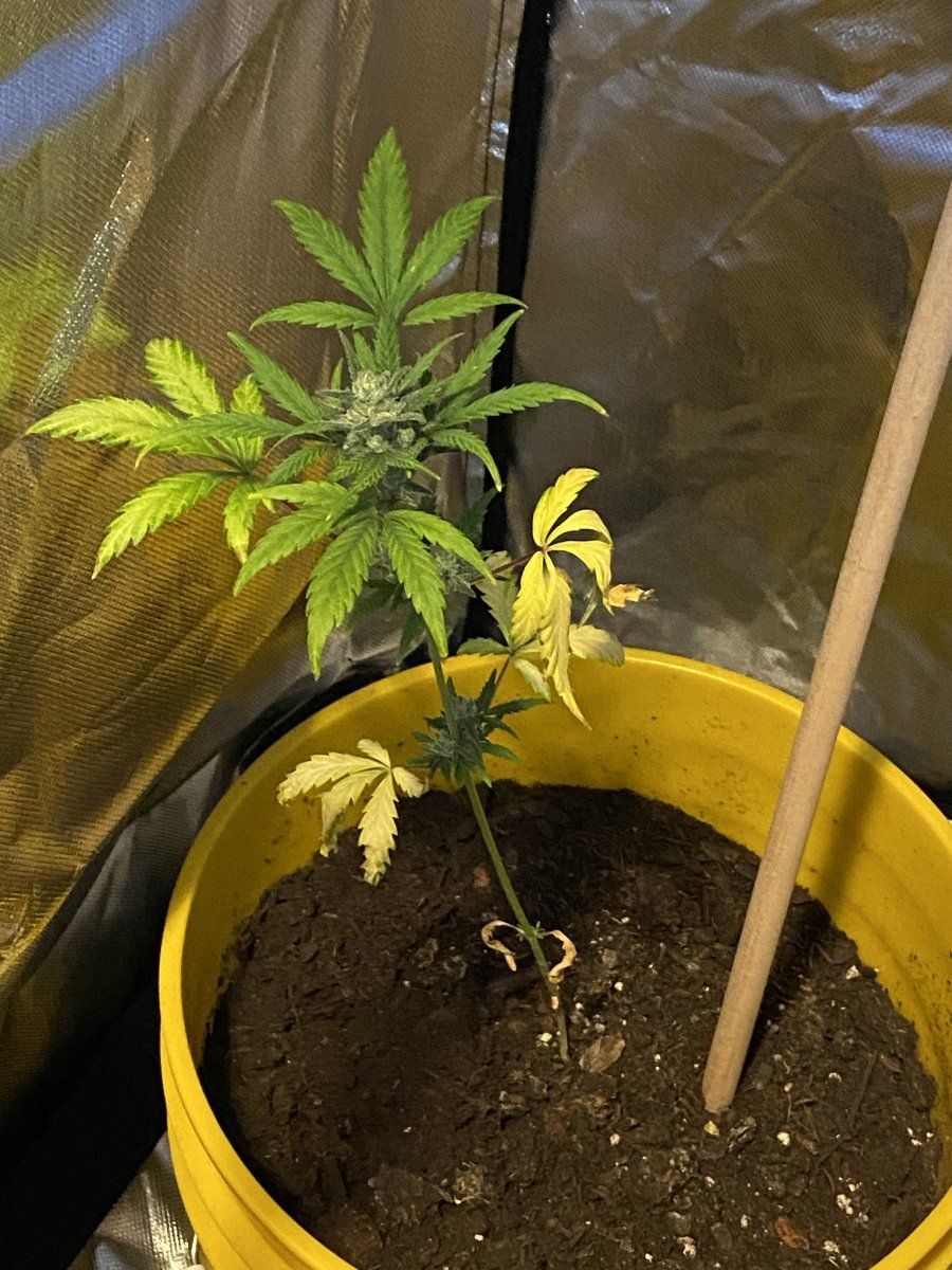 Yellow leaves on purple kush plants  is this related to light watering or soil nutrients