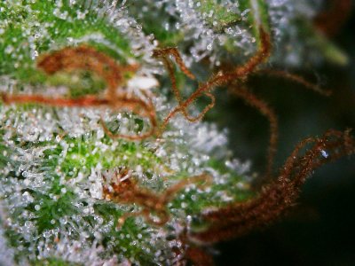 trichomes sativa thcfarmer harvested