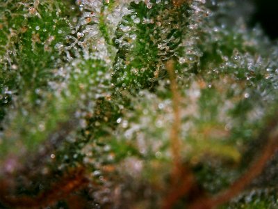 trichomes dominant sativa thcfarmer