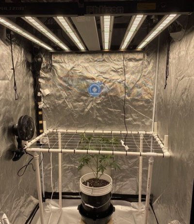 Scrog Screen Build, PVC and masons line. : r/cannabiscultivation