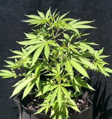 Straw D x Rocklock topped