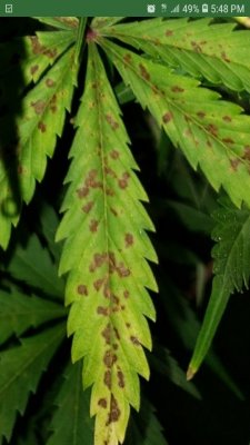 Calcium deficiency? Leaf Septoria? Help! (flowering stage) | THCFarmer