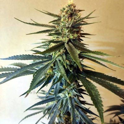 Black Widow Weed Strain - THCFarmer