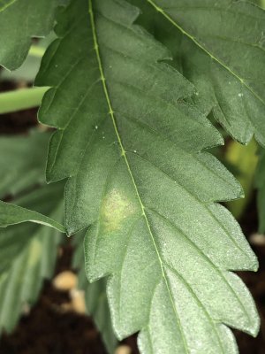 White spots on leaves | THCFarmer - Cannabis Cultivation Network